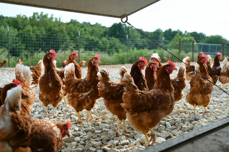Brown hens standing outside of a barn with gravel ground and trees in the background.