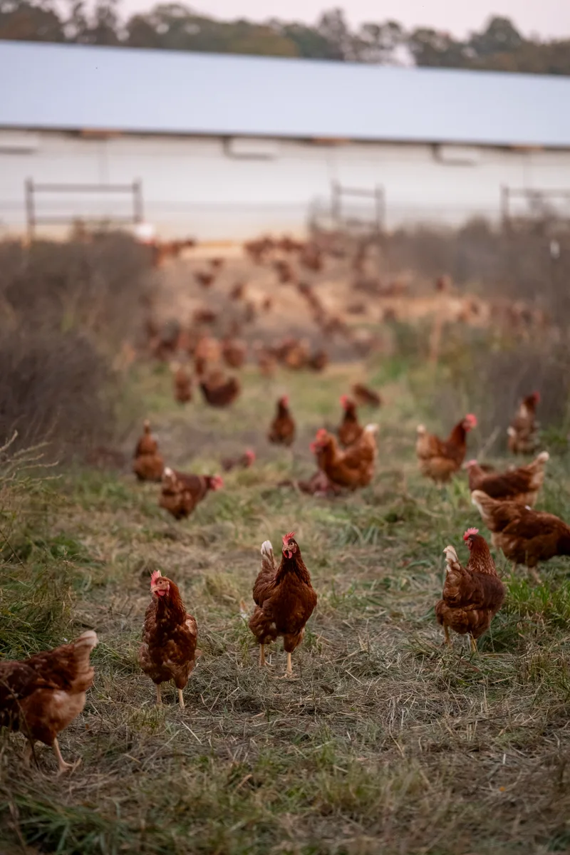 Brown hens roaming a grassy pasture outside a barn.
