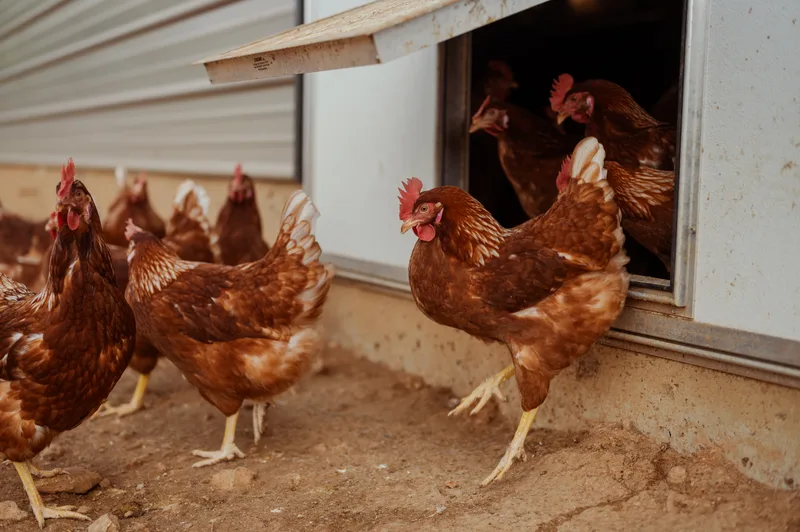 Brown hen exiting a barn.