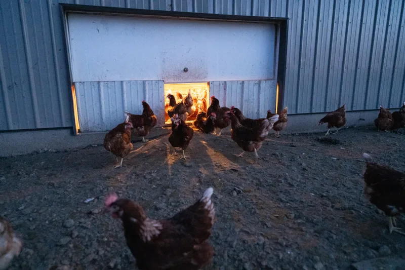 Hens entering barn at dusk.