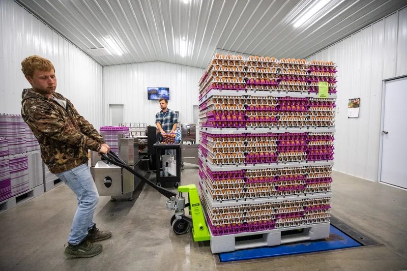 Farmer moving pallets of eggs