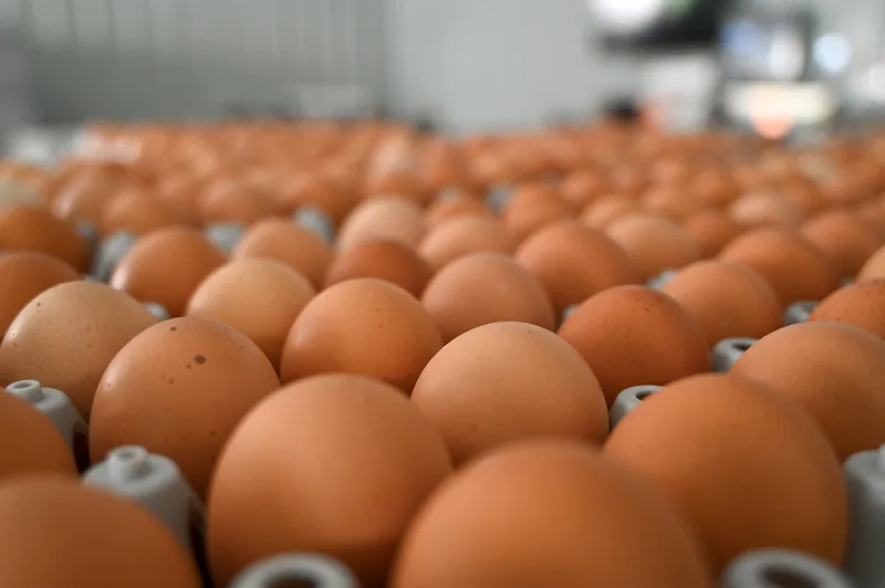 Close-up of brown eggs in trays
