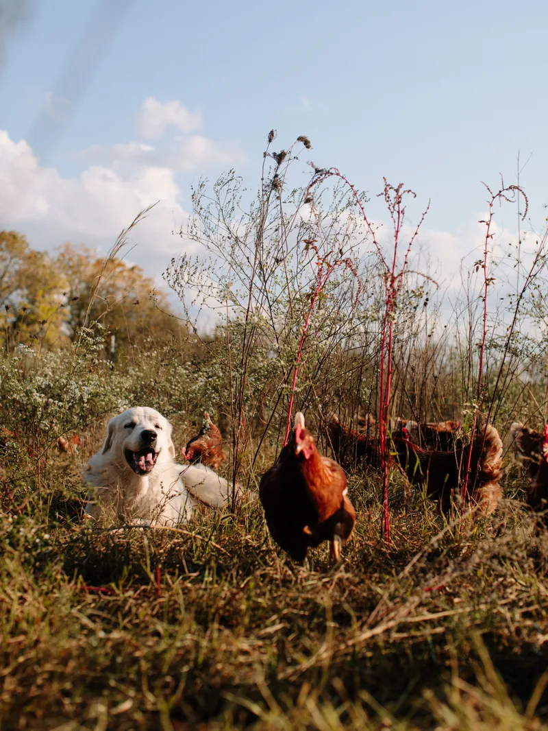 White dog laying with hens in pasture.