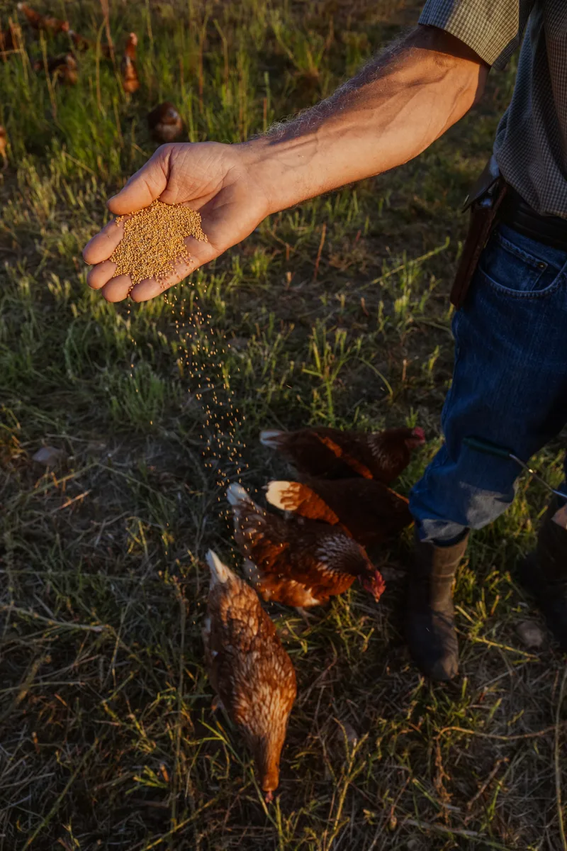 Hand scattering feed for hens in a pasture.