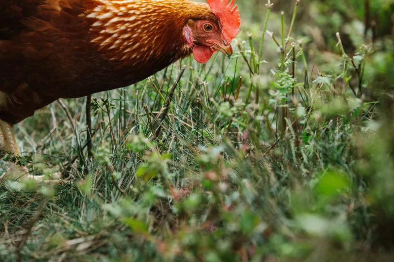 Brown hen foraging in pasture grass.