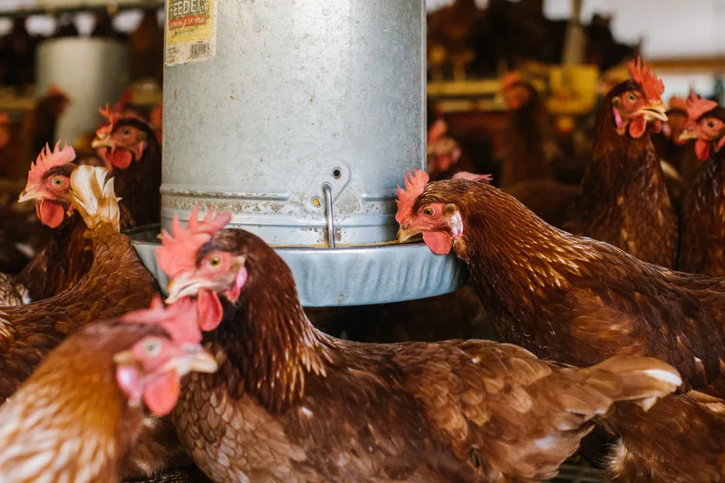 Brown hens eating from a feeder inside a barn