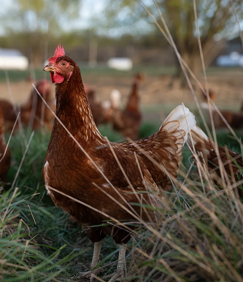 Brown hen standing in tall grass with flock in the background.