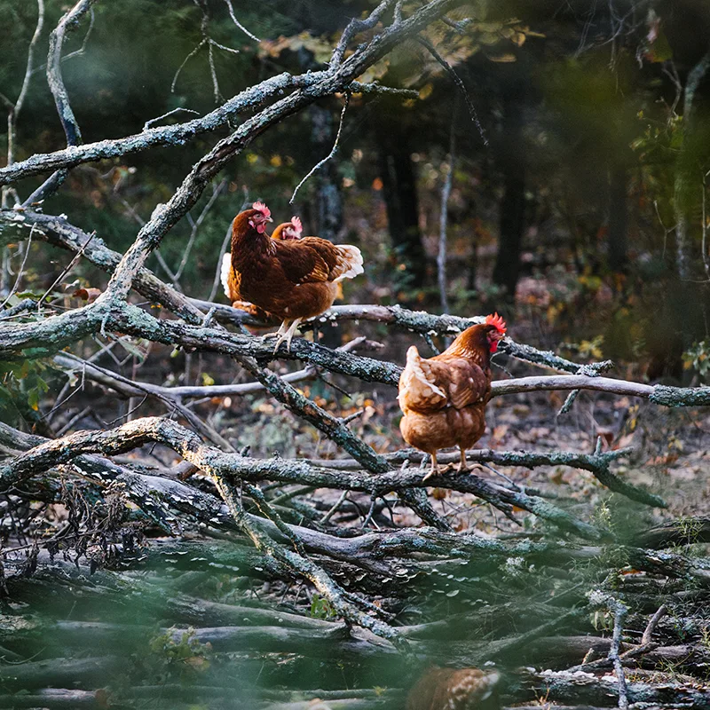 Brown hens exploring a wooded area.
