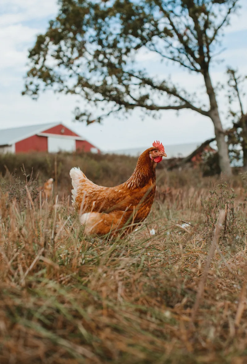 Brown hen in grass with red barn in the distance.