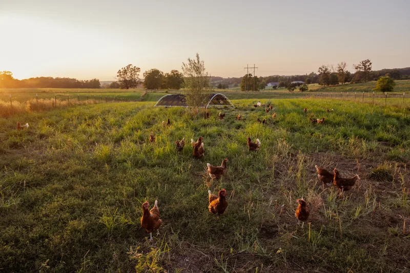 Hens roaming in a pasture at sunset.