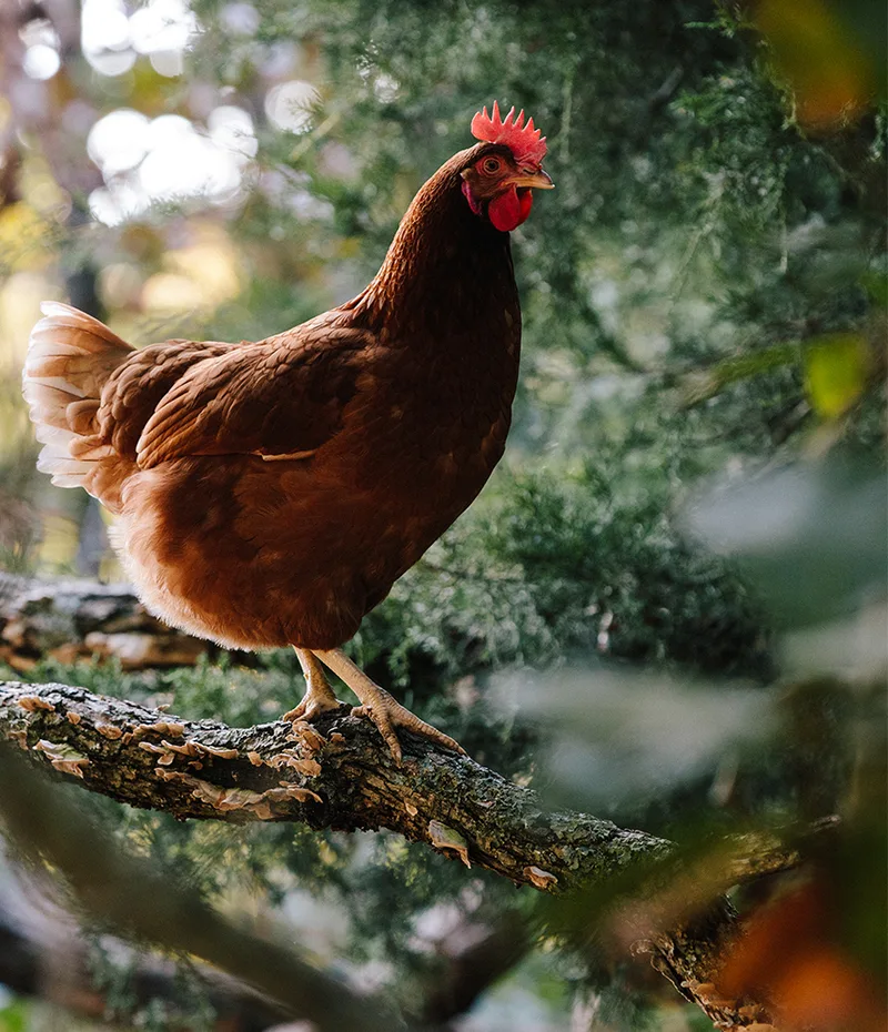 Brown hen perched on tree branch.