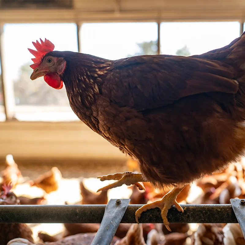 Brown hen perched above the flock inside a barn