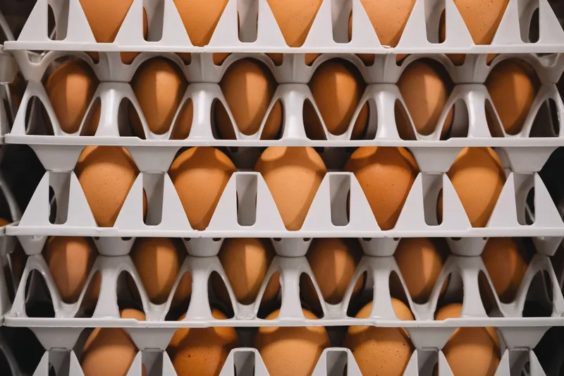 Stacked trays of eggs
