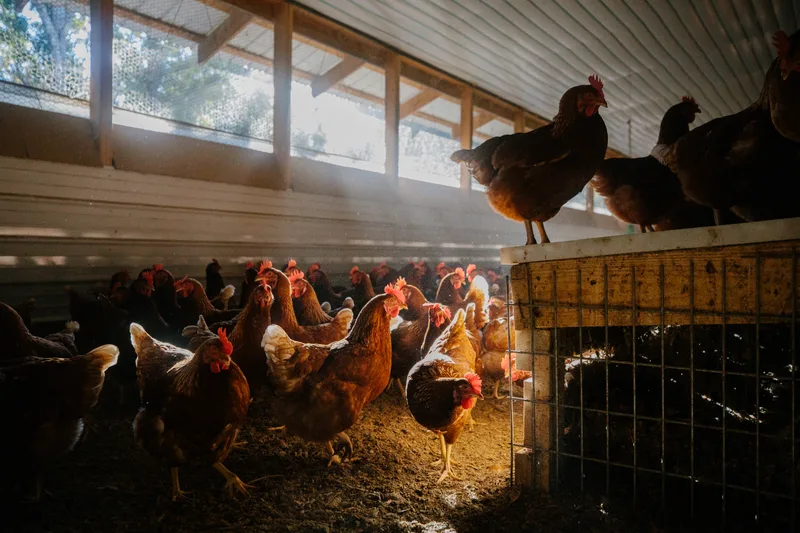 Hens inside a barn