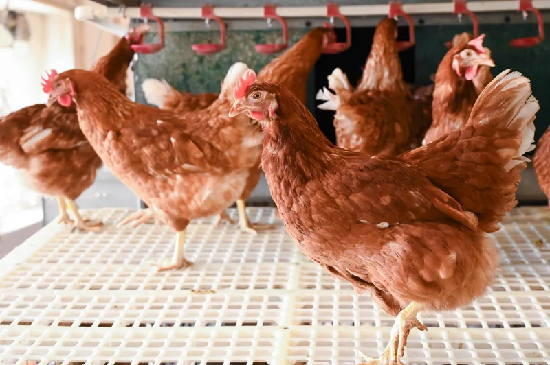 Brown hens inside barn near water lines.
