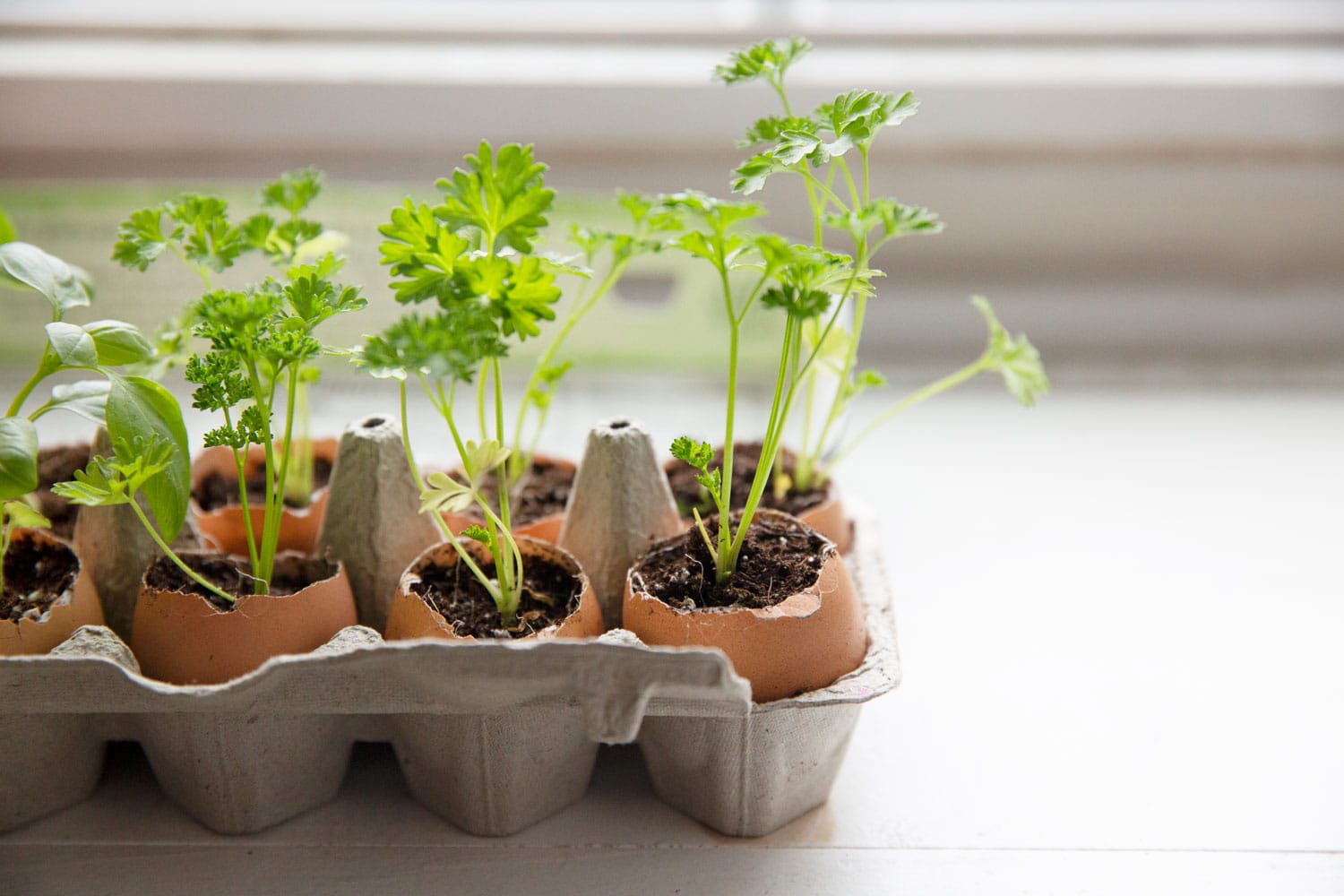 Eggshells used as planters for seedlings and inside egg carton.