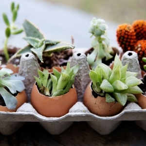 5 Ways to Reuse Eggshells