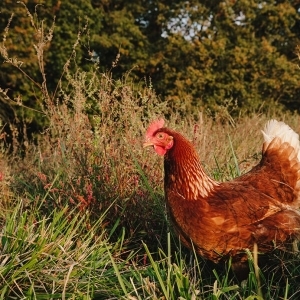 What is Pasture Rotation?