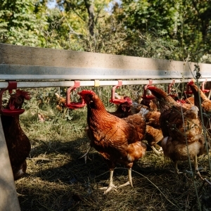 Hen Hydration