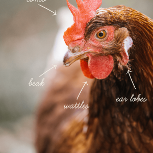 Hen Anatomy