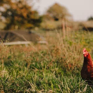 An Update on Avian Influenza