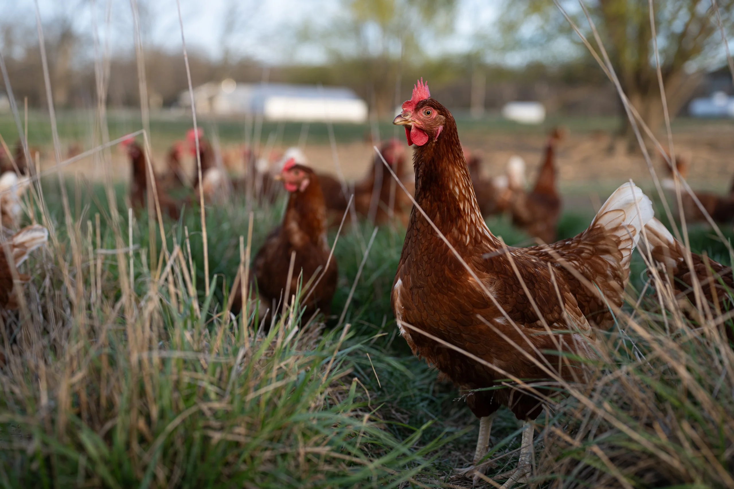 Brown hens standing in tall grass on a pasture.
