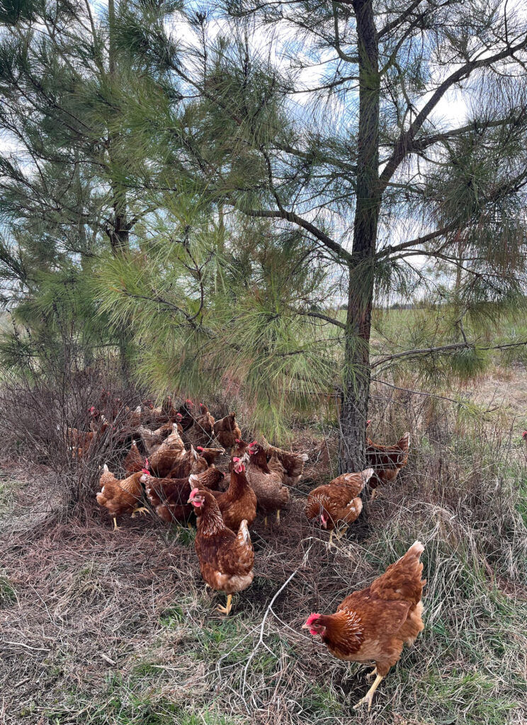 This image has an empty alt attribute; its file name is Lightfoot-Hens-2-744x1024.jpg